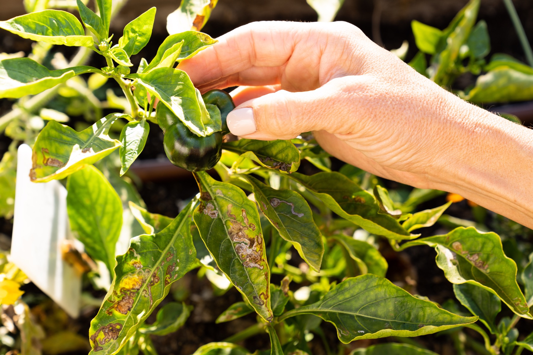 Hand harvesting a glossy dark green pepper from a sunlit garden plant